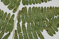 南洋假鱗毛蕨藏品圖，第13張