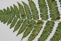 南洋假鱗毛蕨藏品圖，第14張