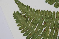 南洋假鱗毛蕨藏品圖，第15張