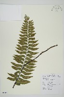 剪葉鐵角蕨藏品圖，第1張