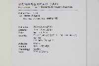 剪葉鐵角蕨藏品圖，第2張