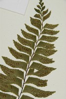剪葉鐵角蕨藏品圖，第3張