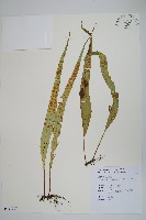 粵瓦葦藏品圖，第1張