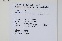 粵瓦葦藏品圖，第2張