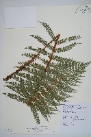 兒玉氏耳蕨藏品圖，第1張