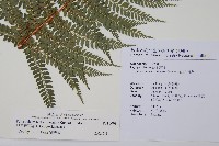 兒玉氏耳蕨藏品圖，第2張