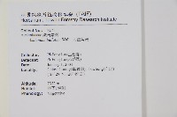 大鐵角蕨藏品圖，第2張