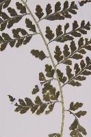 大鐵角蕨藏品圖，第3張