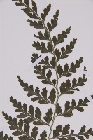 大鐵角蕨藏品圖，第4張