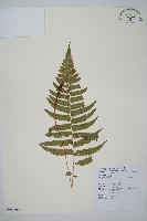 迷人鱗毛蕨、異蓋鱗毛蕨藏品圖，第1張