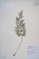威氏鐵角蕨藏品圖，第1張