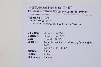 威氏鐵角蕨藏品圖，第2張