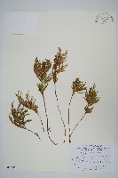 擬密葉卷柏藏品圖，第1張