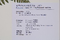 司氏碗蕨藏品圖，第2張