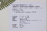 司氏碗蕨藏品圖，第7張