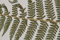 司氏碗蕨藏品圖，第9張
