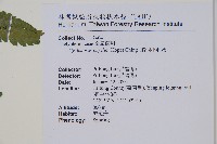 薄葉梳毛蕨、縮羽小毛蕨藏品圖，第2張