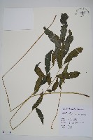 頂芽新月蕨藏品圖，第1張