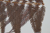 臺灣金狗毛蕨藏品圖，第3張