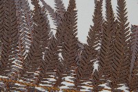 臺灣金狗毛蕨藏品圖，第4張