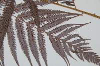 臺灣金狗毛蕨藏品圖，第5張