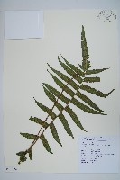 突尖小毛蕨藏品圖，第1張