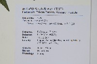 突尖小毛蕨藏品圖，第2張