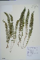 攀緣鱗始蕨藏品圖，第1張