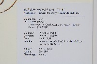 攀緣鱗始蕨藏品圖，第2張