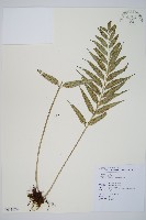 蘭嶼鐵角蕨藏品圖，第1張