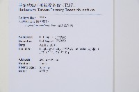 蘭嶼鐵角蕨藏品圖，第2張