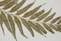 蘭嶼鐵角蕨藏品圖，第3張