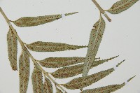 蘭嶼鐵角蕨藏品圖，第4張