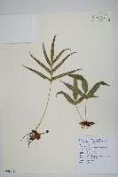 掌葉茀蕨藏品圖，第1張