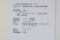 掌葉茀蕨藏品圖，第2張