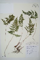 三角葉陵齒蕨藏品圖，第1張