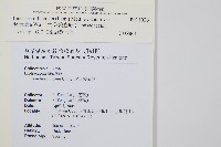 三角葉陵齒蕨藏品圖，第2張