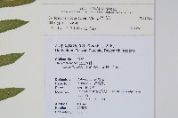 擬毛蕨藏品圖，第2張