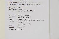 南海鐵角蕨藏品圖，第2張