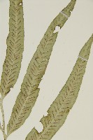 南海鐵角蕨藏品圖，第3張