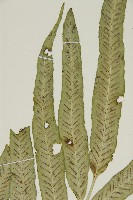 南海鐵角蕨藏品圖，第4張