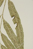 南海鐵角蕨藏品圖，第5張