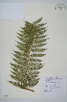 司氏碗蕨藏品圖，第1張