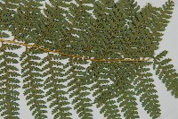 司氏碗蕨藏品圖，第6張