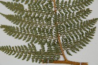 司氏碗蕨藏品圖，第8張