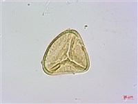 司氏碗蕨藏品圖，第2張