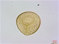 司氏碗蕨藏品圖，第3張