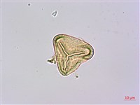 司氏碗蕨藏品圖，第4張