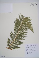 司氏碗蕨藏品圖，第1張