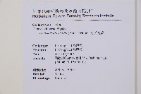 司氏碗蕨藏品圖，第2張